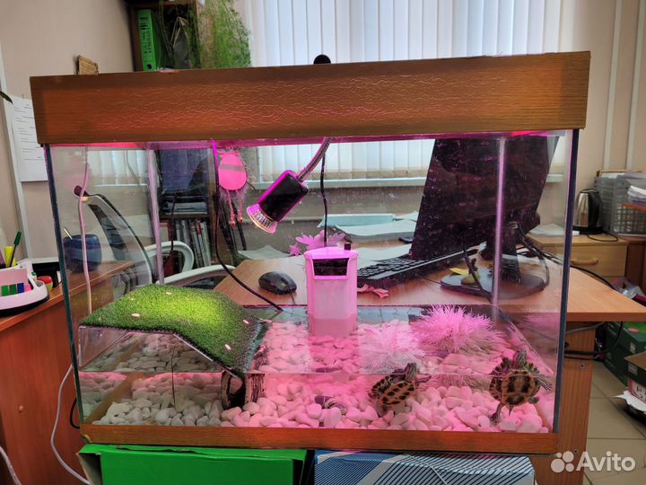 Красноухая черепаха