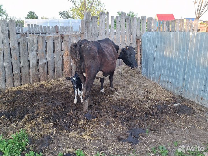 Корова дойная с теленком