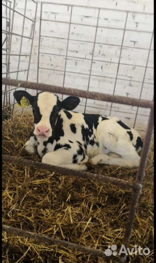 Холмогоры Голштины Бычок Теленок Телки