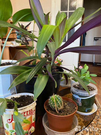 Комнатные цветы