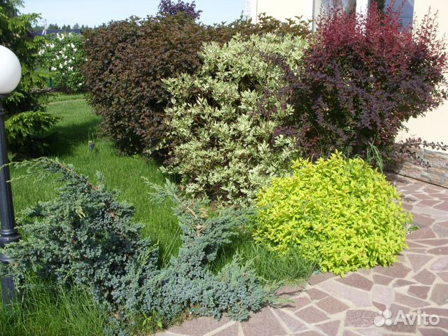 Secret garden пушкино. Пузыреплодник и Барбарис. Можжевельник казацкий Скайрокет. Миксбордер с можжевельником Стрикта. Клумба Барбарис пузыреплодник.