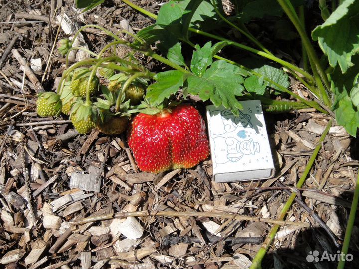 Саженцы клубники 