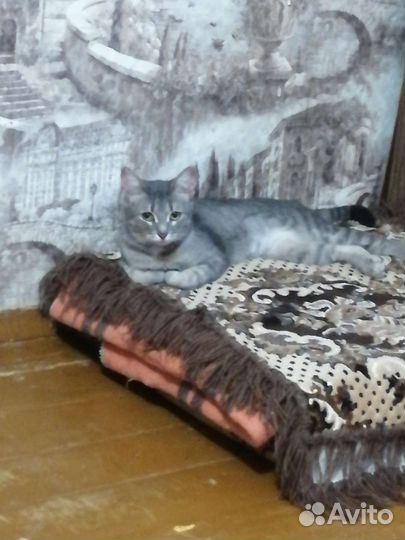 Кошки бесплатно