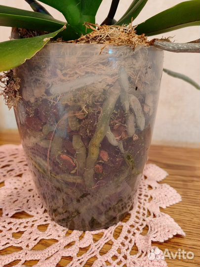 Орхидея фаленопсис