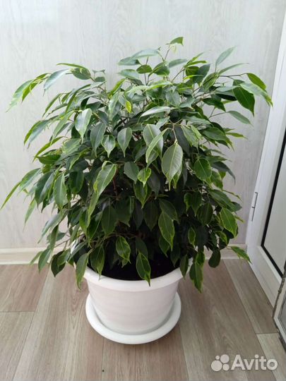 Фикус бенджамина