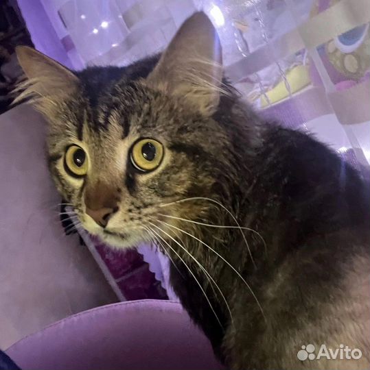 Кот для вязки