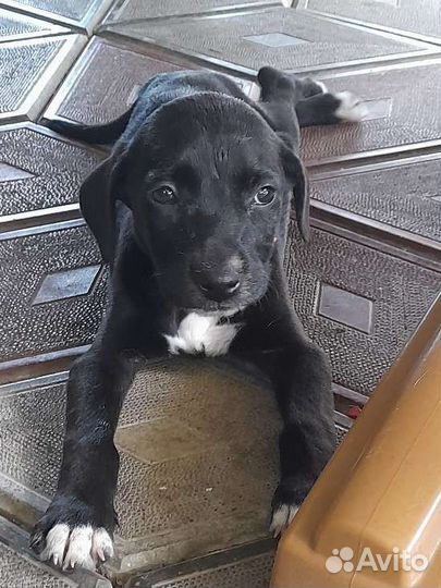 Щенок в добрые руки