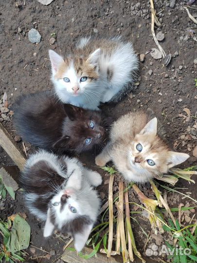 Котята отдам бесплатно