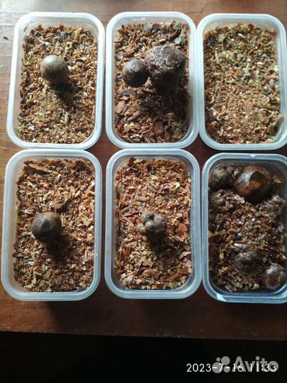 Прополис пчелиный