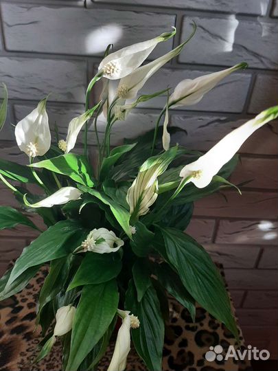 Спатифиллум Шопен