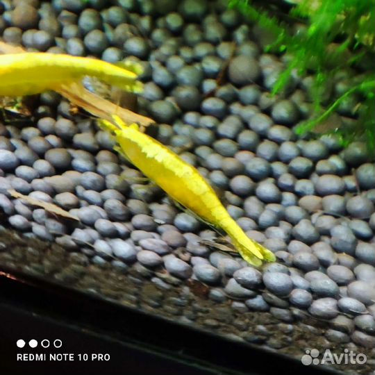 Креветки Жëлтый неон. (Neocaridina Yellow neon)