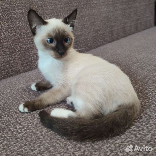Котята фенотип Сноу Шу