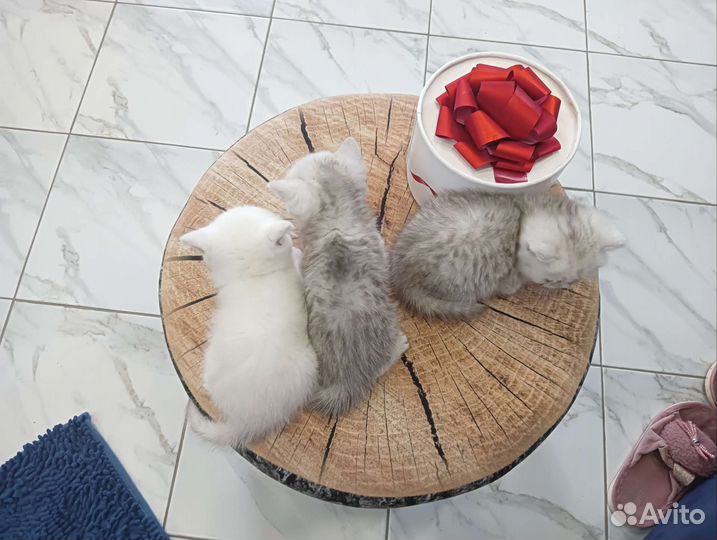 Котята Британской Серебристой Шиншиллы