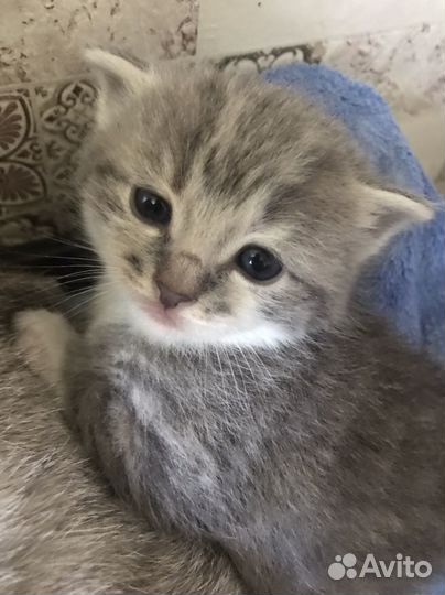 Британские котята помесь