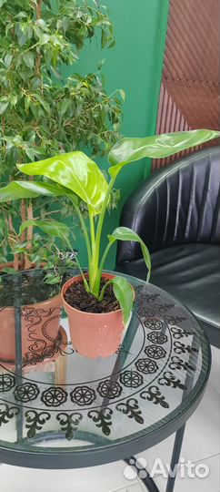 Стрелиция Николая