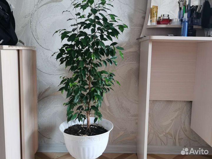 Фикус бенджамина