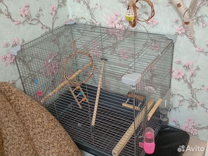 Попугай корелла ручной