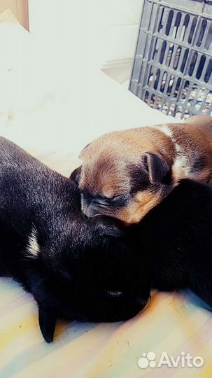 Стаффордширский терьер щенки помесь