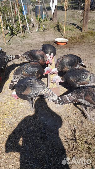 Индюки живым весом