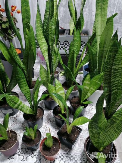 Сансевиерия