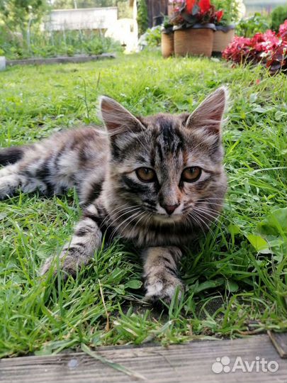 Кошечка в добрые руки