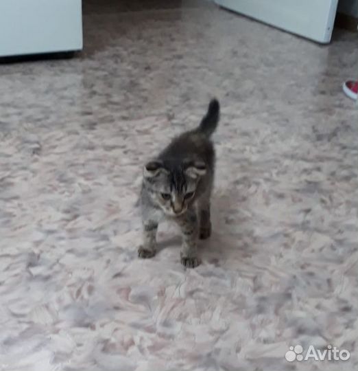 Отдам даром бесплатно