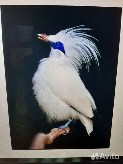 Экзотические птицы скворцы