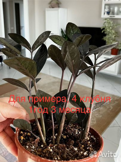 Замиокулькас черный равен