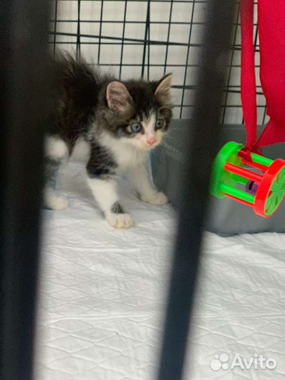 Котенок в дар