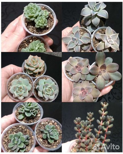 Суккуленты