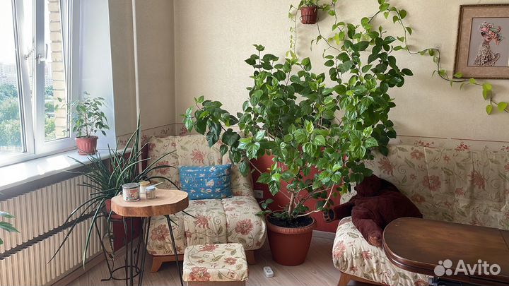 Гибискус китайская роза