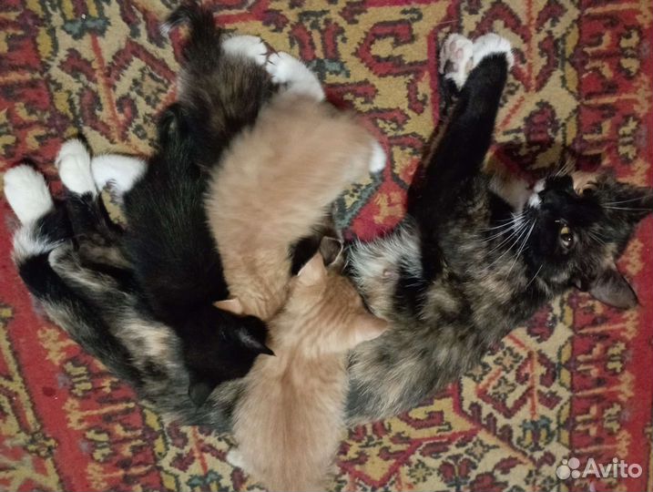Кошка в дар бесплатно