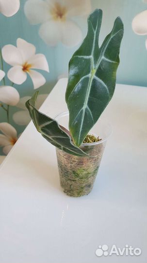 Алоказия Полли