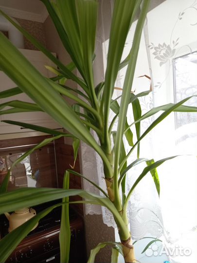 Юкка остролистная пальма