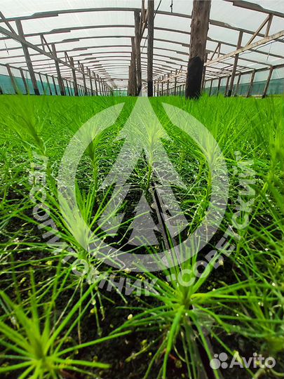 Сеянцы сосны зкс. Сеянцы ели