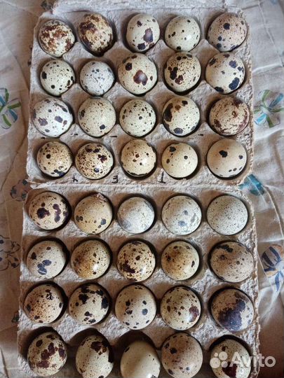 Яйца перепелиные, куриные