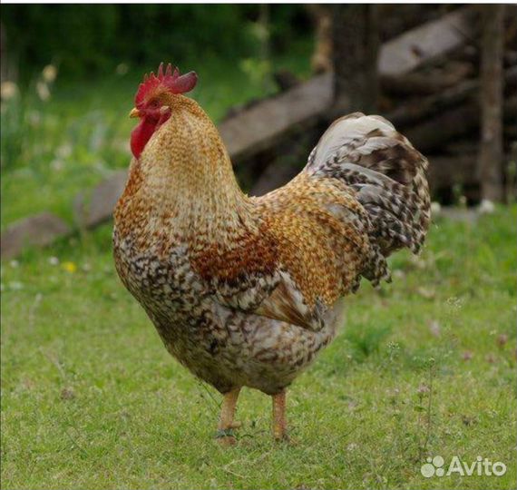 Петух и куры Билефельдер