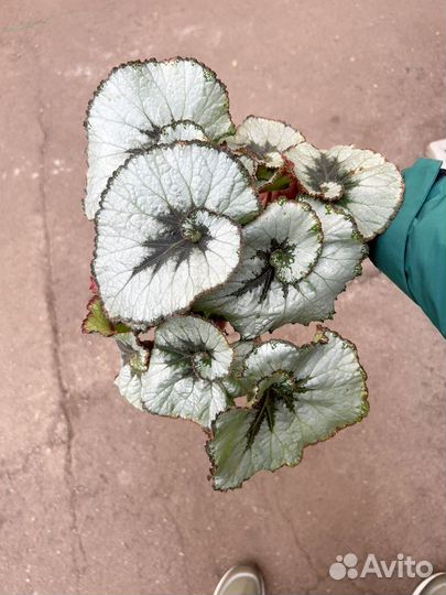 Бегония экскагорт улитка