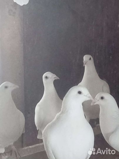 Голуби