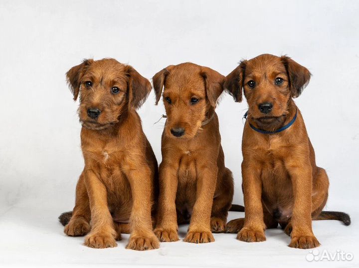 Ирландские терьерчики