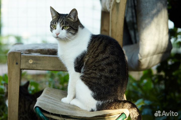 Кошка в дар