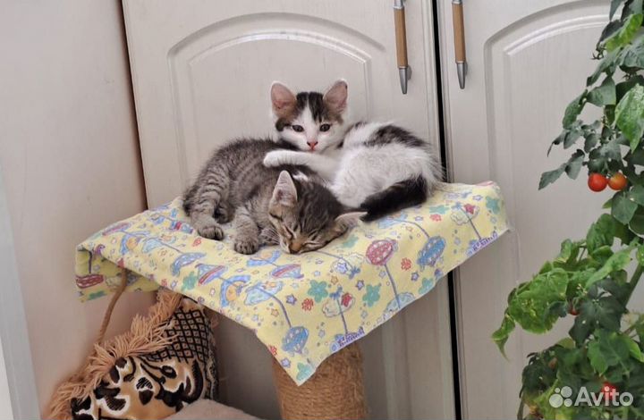 Отдам котят в добрые руки