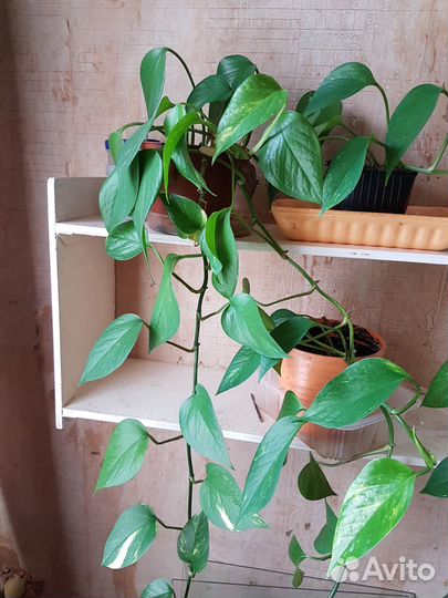 Сциндапсус