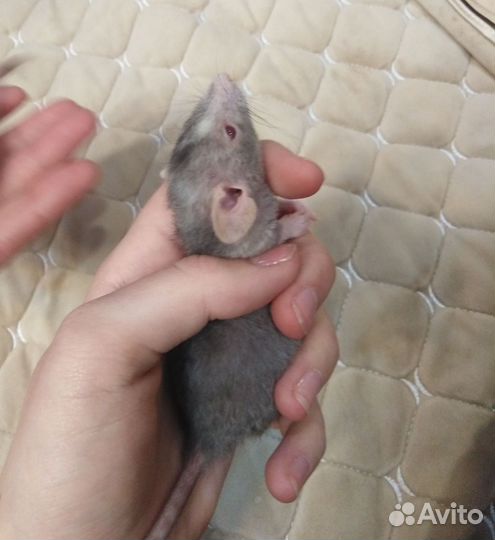 Крысята дамбо