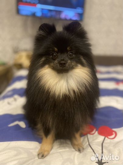 Померанский шпиц вязка