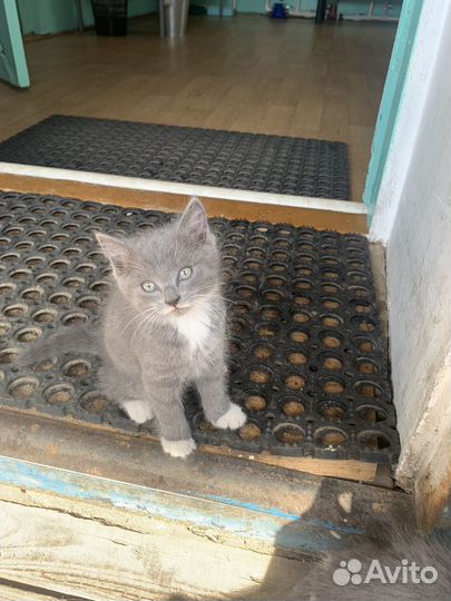 Отдам в добрые руки