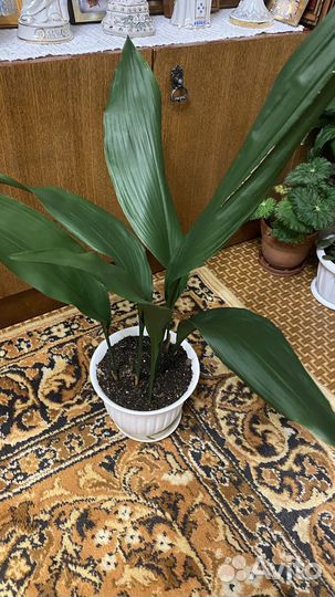 Домашние цветы