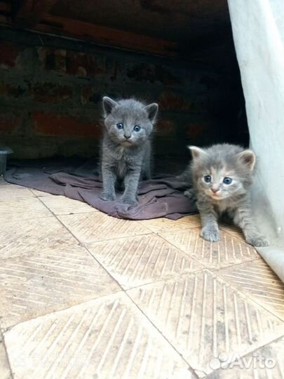 Котята в добрые руки 1 месяц