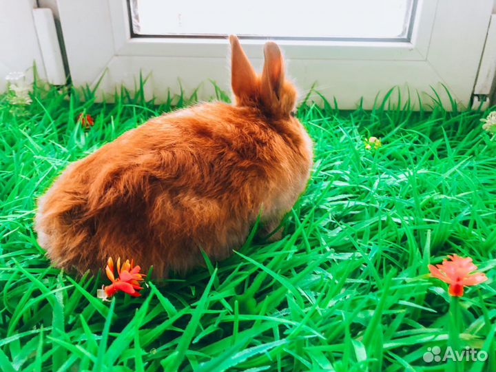 Кролик карликовый мини - редкий очень