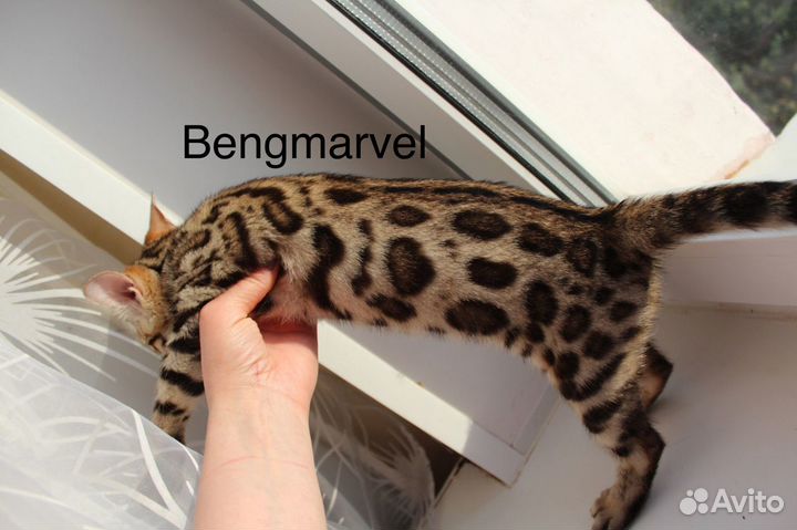 Котята бенгалы